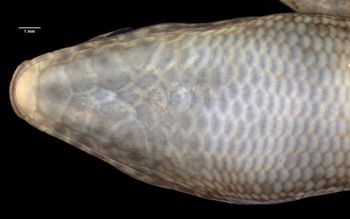 Media type: image;   Herpetology R-125433 Aspect: head ventral